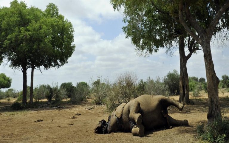 Plus de 22 000 éléphants tués par la sécheresse en 2023 en Afrique australe