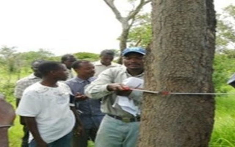 Sénégal : Des volontaires de l’université Huelva (Espagne) réalisent un inventaire forestier à Ninéfécha