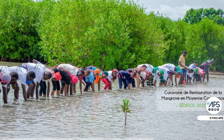 Sénégal : L’association « Green Sédhiou » en caravane de restauration de la mangrove dans la région