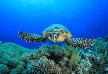 Sénégal : Un mémorandum d’accord sur les mesures de conservation des tortues marines adopté à Saly