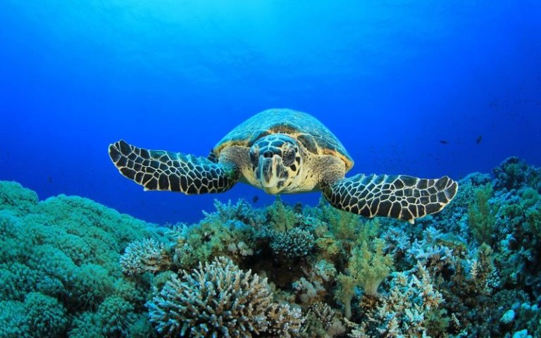 Sénégal : Un mémorandum d’accord sur les mesures de conservation des tortues marines adopté à Saly