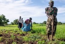 Soutien à l’agriculture africaine : Les USA et la Norvège prévoient de débloquer 70 millions $