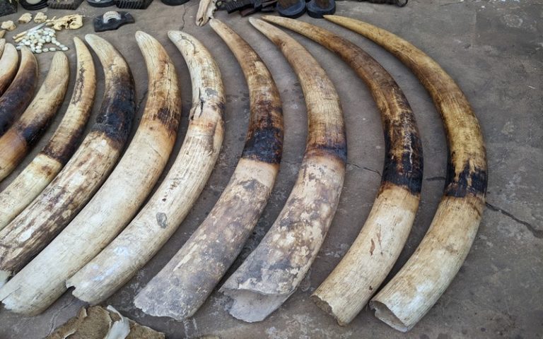 Trafic d’ivoire en Afrique : le braconnage persiste,  environ 50 000 éléphants tués annuellement et le commerce d’ivoire s’amplifie