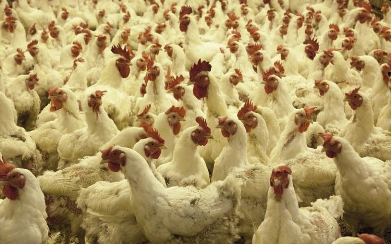 la grippe aviaire, une menace pour l’industrie de la volaille sud-africaine