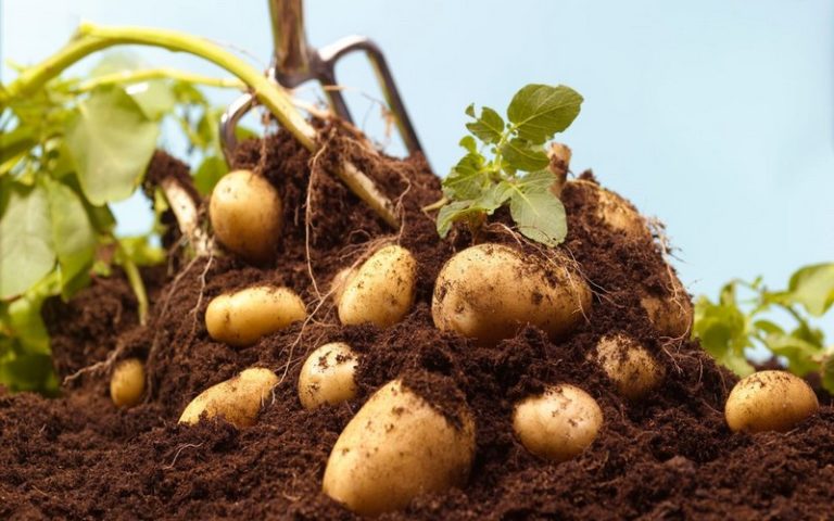 Bénin : La pomme de terre, un potentiel non exploité malgré l’opportunité