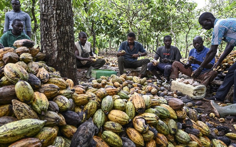 Cacao : La Côte d’Ivoire décidée à se conformer au nouveau Règlement sur la déforestation de l’UE