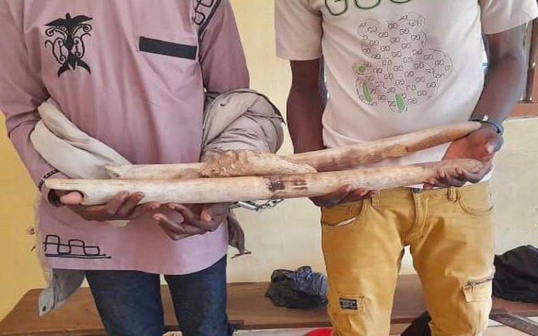Commerce illégal d’ivoire : Deux présumés trafiquants arrêtés puis déposés