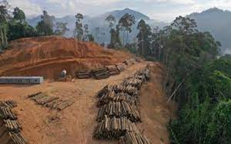 Déforestation : La Côte d’Ivoire exposée aux risques liés au changement climatique