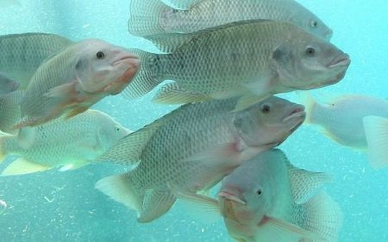 En Afrique de l’Ouest, la demande croissante en poissons offre de larges opportunités dans l’aquaculture, selon un rapport