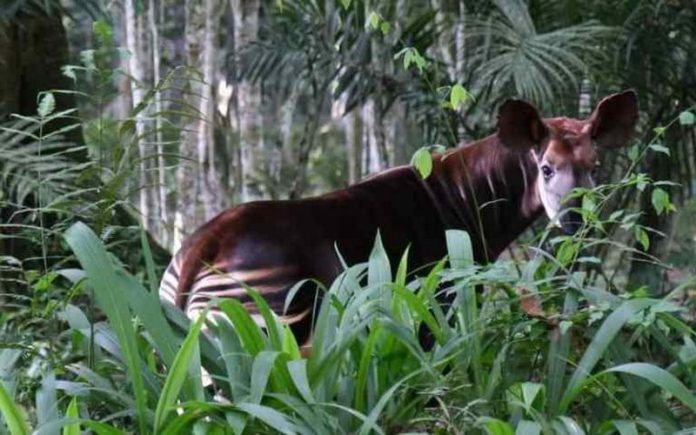Journée mondiale de l’Okapi en RDC La RFO invite « tout le monde à travailler pour protéger cette espèce endémique et son habi