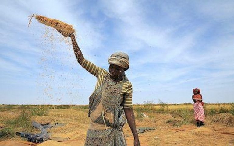 L’Afrique de l’Ouest peut augmenter considérablement sa production rizicole, sous quelques conditions (rapport)