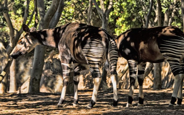 « L’Okapi », une espèce mondialement menacée célébrée en RDC