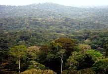 La RDC pourrait procéder à la rétribution des communautés locales qui protègent la forêt dans l’ex-province orientale