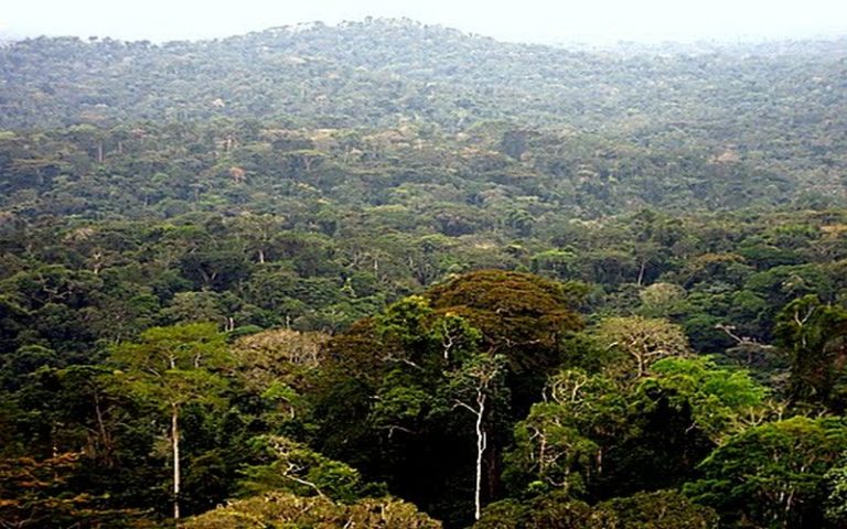 La RDC pourrait procéder à la rétribution des communautés locales qui protègent la forêt dans l’ex-province orientale