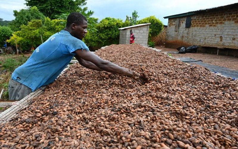La nouvelle saison du cacao démarre en Côte d’Ivoire avec l’annonce d’une hausse de 100 FCFA sur le prix du KG