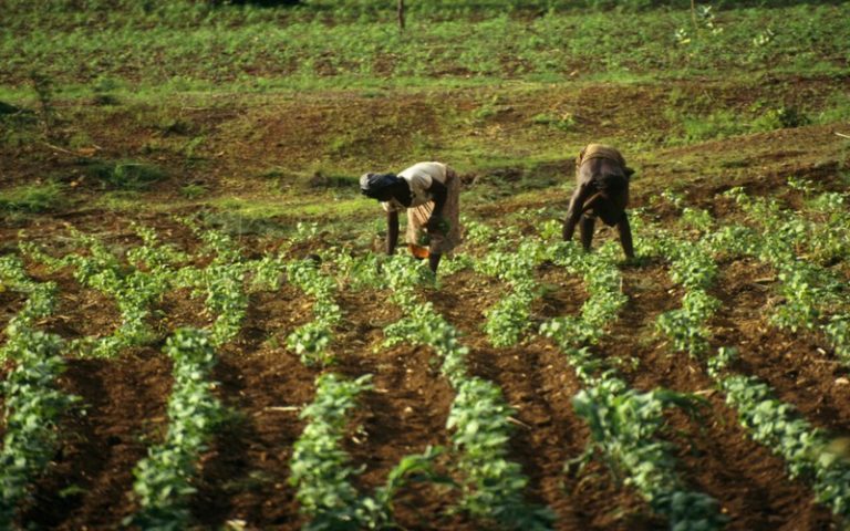 La relance de la filière agricole, un défi face à l’insécurité au Sahel