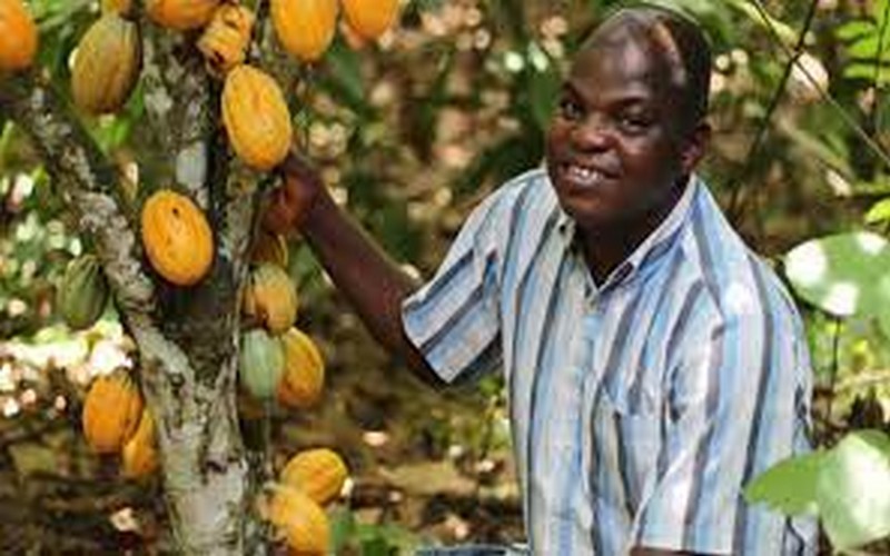 Le Nigeria se dote d’un programme de 22 millions $ dans la filière cacao