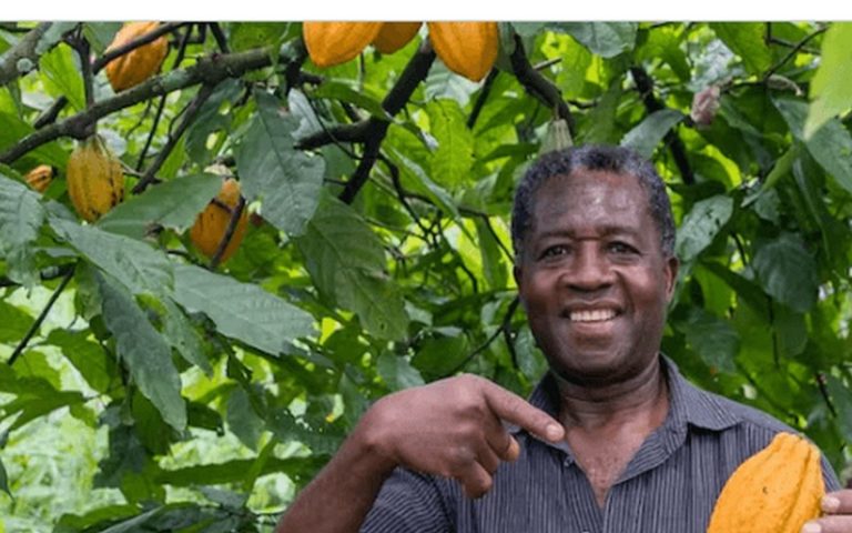  Production de cacao : L’ICCO alerte sur un déficit mondial plus élevé que prévu  