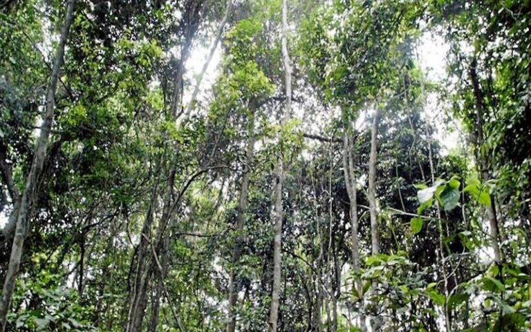 L’essentiel du Sommet des trois bassins forestiers organisé au Congo Brazzaville