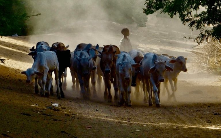 Renforcer les moyens de subsistance des éleveuses et éleveurs dans la grande Corne de l’Afrique grâce à des mesures d’anticipation efficaces
