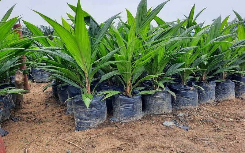 Sénégal : 250 palmiers à huile plantés dans le DAC de Itato