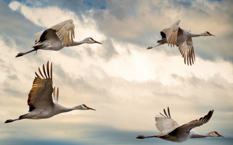 Sénégal : Des organisations sensibilisent les populations locales sur l’importance des oiseaux migrateurs