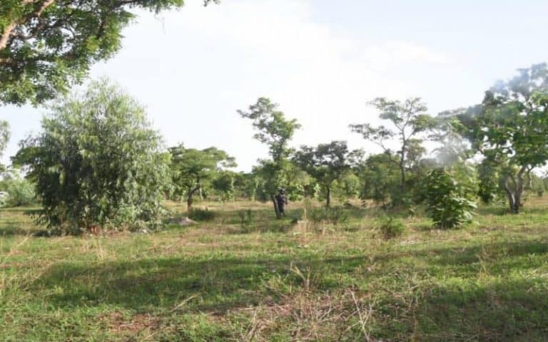 Sénégal : Un plan d’aménagement de la forêt classée de Birkilane en gestation