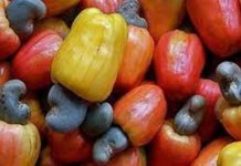 Tanzanie : Les recettes d’exportation d’anacardes atteindront un niveau record de 616 millions $ en 2024/2025