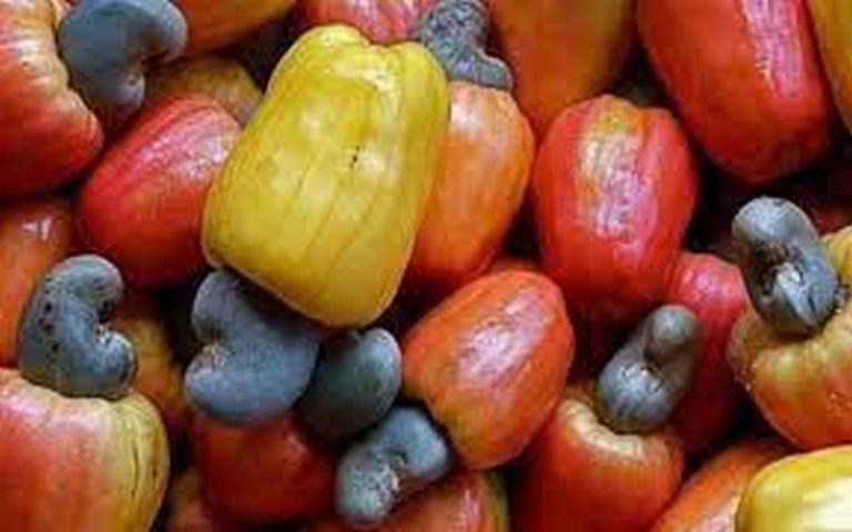 Tanzanie : Les recettes d’exportation d’anacardes atteindront un niveau record de 616 millions $ en 2024/2025