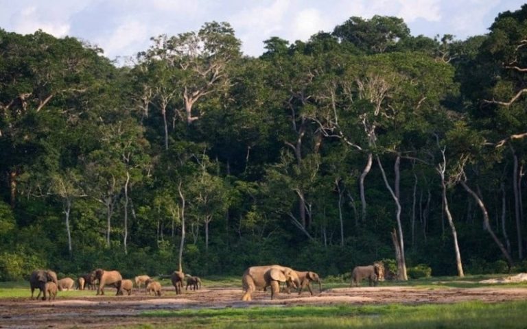 Climat : Avant la COP28, une coopération encore trop timide des États africains