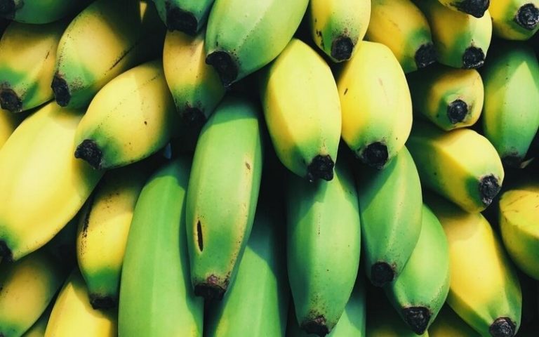 La 4ème Conférence mondiale du Forum mondial de la banane organisée les 12 et 13 mars 2024