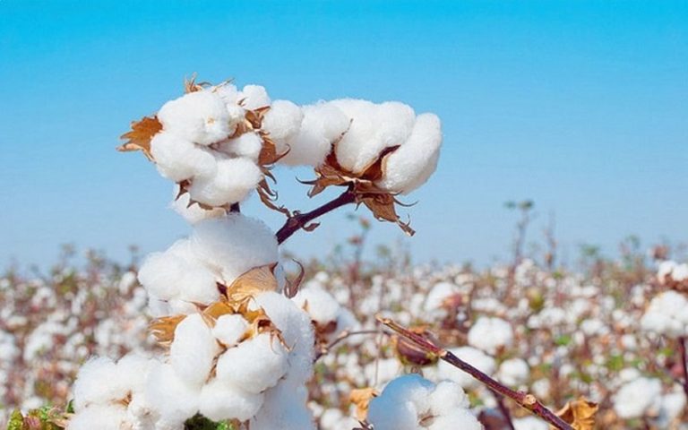 Lancement de la campagne de commercialisation : Le Bénin vise 550 000 tonnes de coton pour 2023-2024
