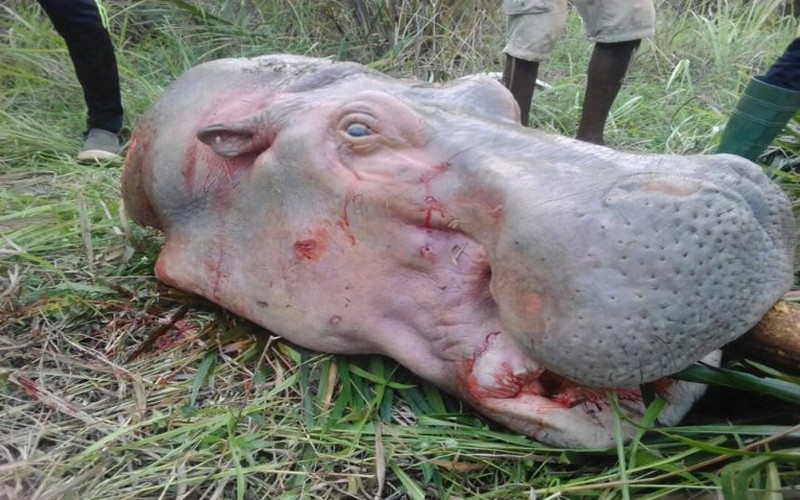 L’hippopotame, un décimât silencieux met l’espèce en danger d’extinction