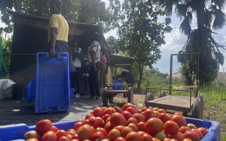 Maraîchage : La Côte d’Ivoire à l’heure de la tentation du hors-sol