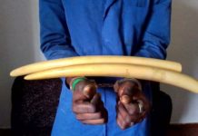 Gabon : Un trafiquant d’ivoire pris dans les mailles de la Direction générale des recherches du Woleu-Ntem à Oyem