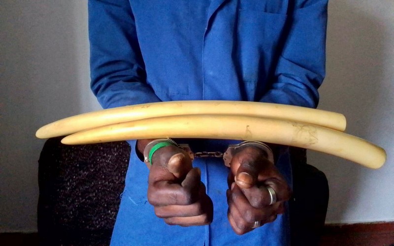 Gabon : Un trafiquant d’ivoire pris dans les mailles de la Direction générale des recherches du Woleu-Ntem à Oyem