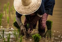 Afrique : En nette augmentation, la production locale de riz stimule l’offre intérieure