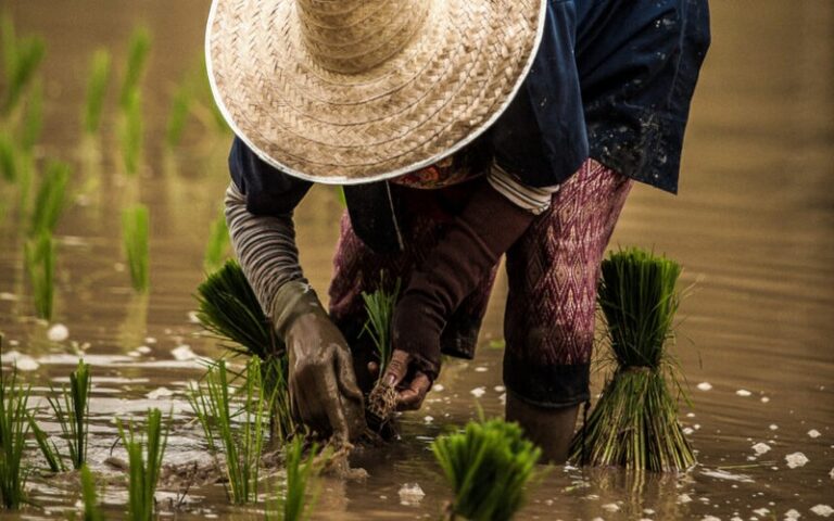 Afrique : En nette augmentation, la production locale de riz stimule l’offre intérieure