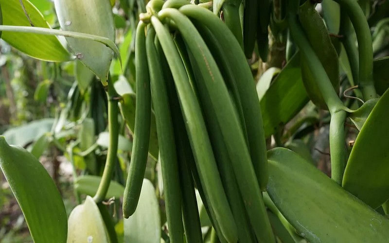 La campagne de 2024 de récolte de vanille débutera le 5 janvier en Ouganda