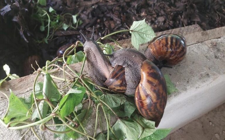 L&rsquo;élevage d&rsquo;escargots géants, une activité lucrative en Côte d&rsquo;Ivoire