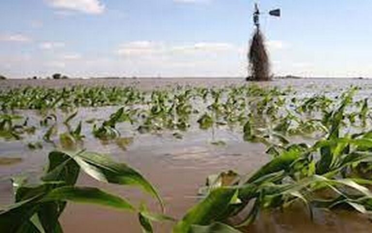 L’énorme potentiel du marché de l’assurance agricole reste largement sous-exploité en Afrique, selon un rapport