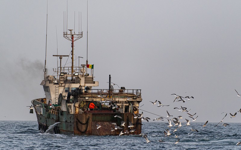 L’université de Barcelone coordonne un projet Horizon Europe visant à réduire les prises accidentelles de la mégafaune marine