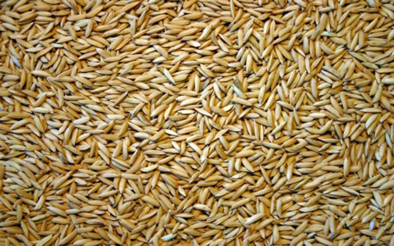 Production de blé : La FAO table sur 797 millions de tonnes en 2024