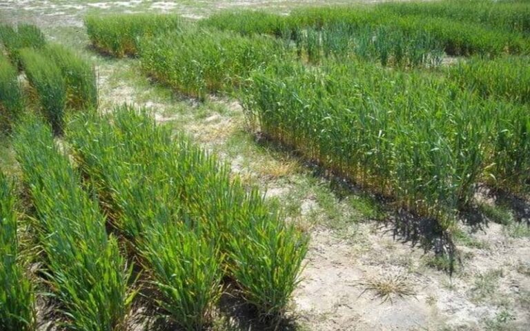 Sénégal – Mbour : « La salinisation des terres de la vallée de Fadial freine la riziculture », déplore le chef de village de Fadial Sérère