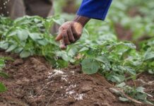 Le DRDR plaide pour la mise en place des semences et de l’engrais en perspective de la campagne agricole 2024-2025 au Sénégal