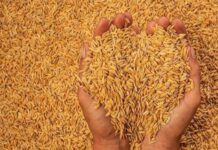 Afrique subsaharienne : Les ventes de riz de l’Inde se situeraient entre 8 et 9 millions de tonnes en 2023