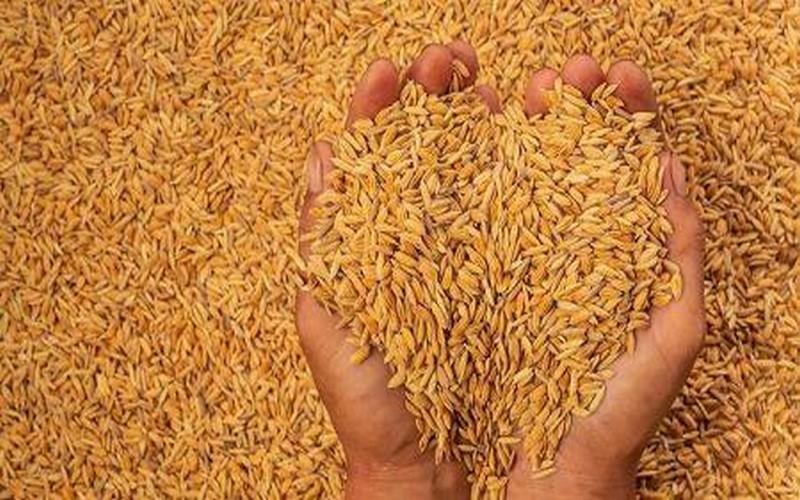 Afrique subsaharienne : Les ventes de riz de l’Inde se situeraient entre 8 et 9 millions de tonnes en 2023