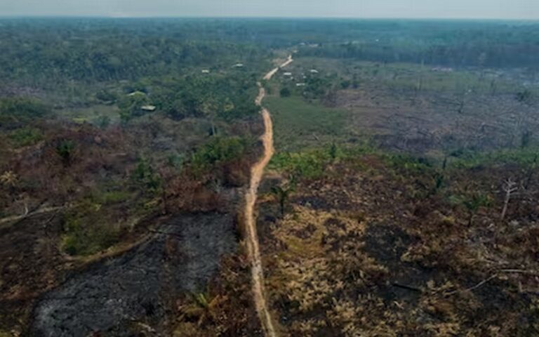 Brésil : La déforestation dans l’Amazonie réduite de moitié en 2023