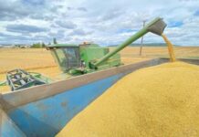 Climat et conflits : 2024 débute dans le rouge pour les céréales