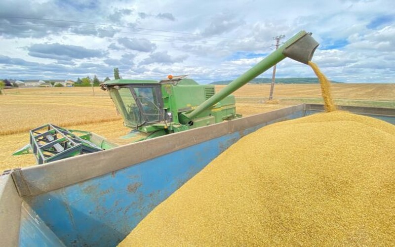 Climat et conflits : 2024 débute dans le rouge pour les céréales